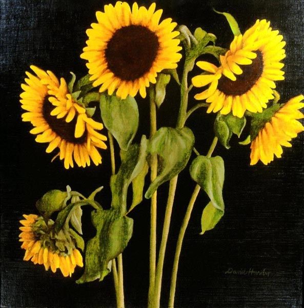 David Hardy Sunflowers
